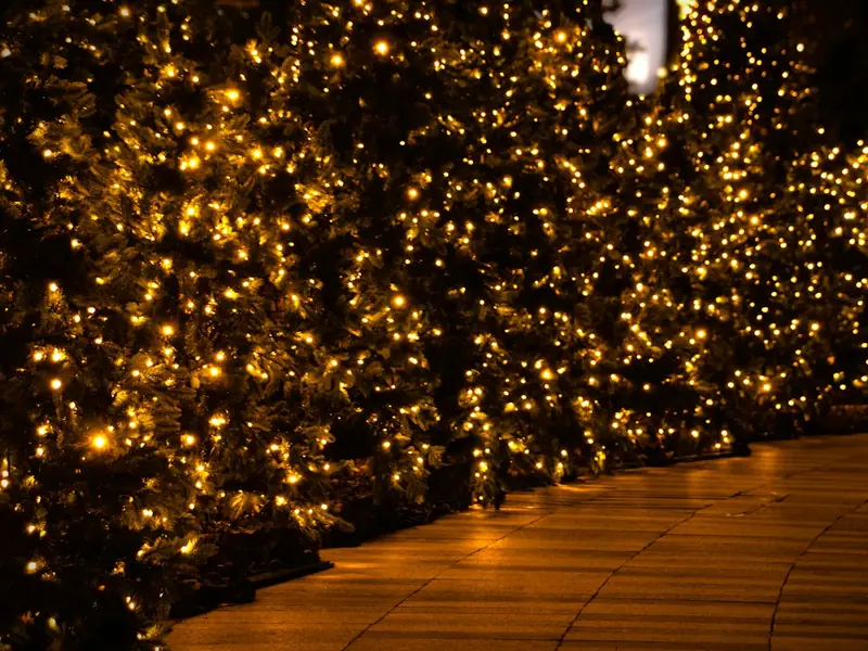Walkway lined with shrubs glowing in warm white lights