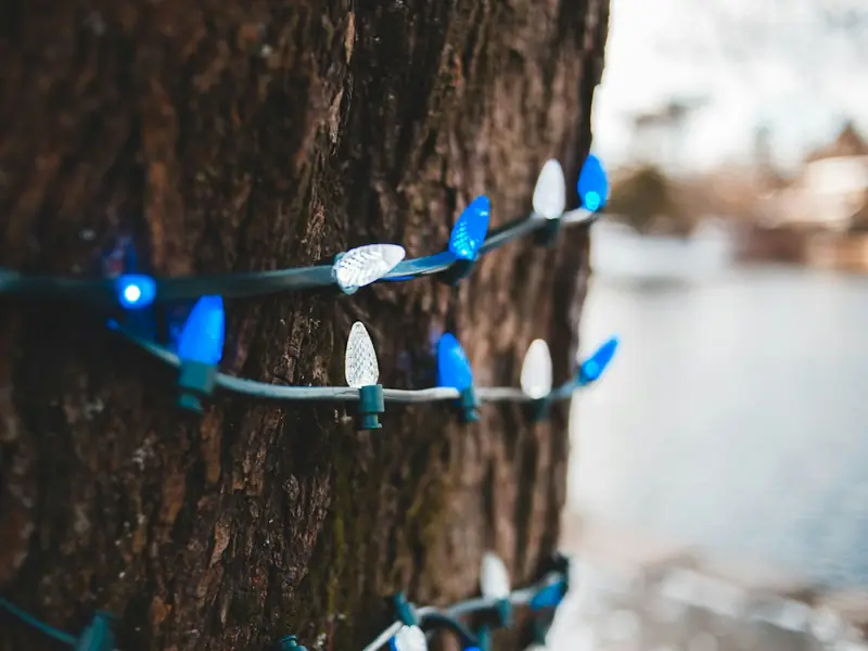 Blue and white C9 bulbs wrapped around a tree trunk